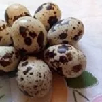 Инкубационные яйца перепелов белый Техасский бройлер