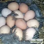 Племенные цесарки,  инкубационные яйца