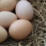Инкубационные яйца и молодняк,  цесарок