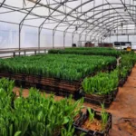 Теплична плівка багатошарова турецька 150 мкм Vatan Plastik