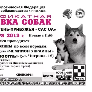 Сертификатная выставка собак всех пород