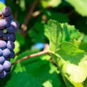 Куплю саженцы винограда