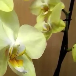 Орхидея цветущая 115 грн