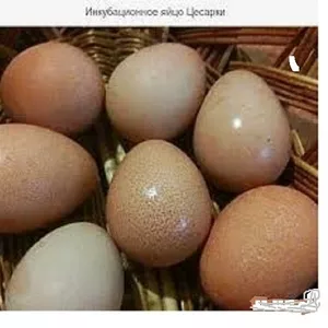 Цесарки,  молодняк,  инкубационные яйца