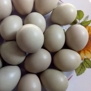 Инкубационные яйца и молодняк,  декоративных и охотничьих фазанов