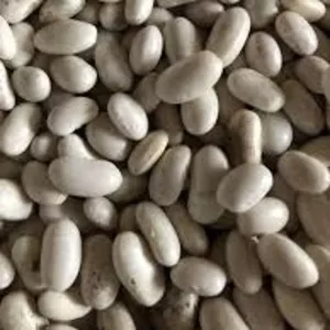 Куплю квасолю великий,  мелкий опт.