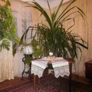 Продам комнатные растения.Пальмы финиковы и монстеры высотой более мет