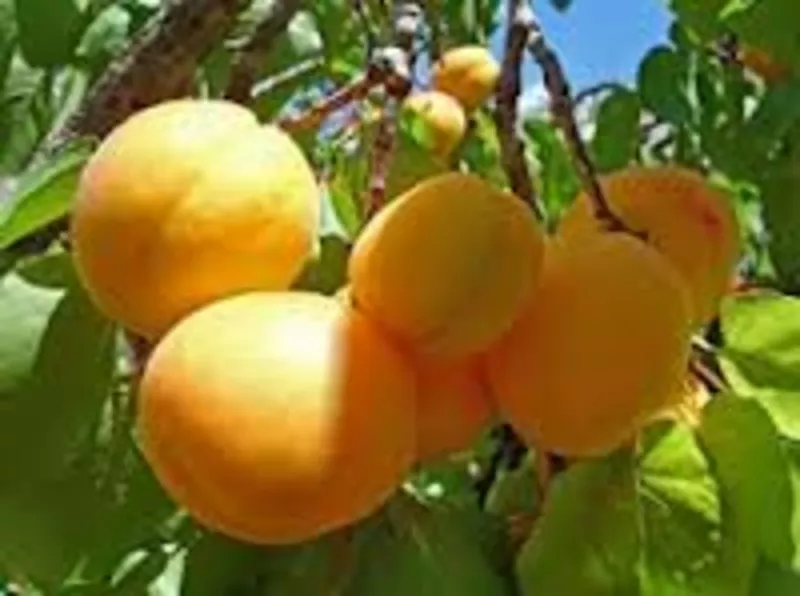Работники на сбор персика ,  абрикоса и др. фруктов в Крым