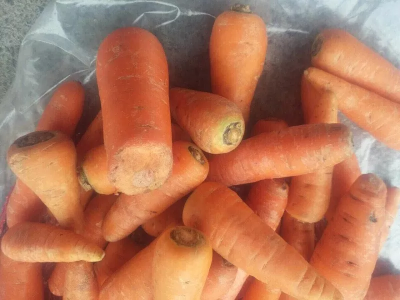 Морковь 2 сорт (мытая/ не мытая) 3