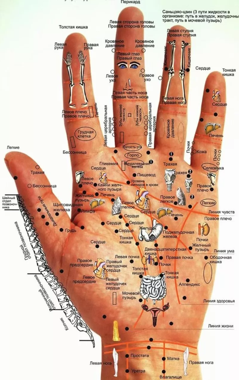 Диагностика всего организма по аккупунктуре на руке