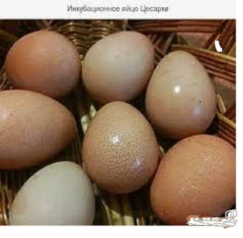 Цесарки,  молодняк,  инкубационные яйца