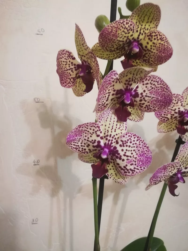 Продам орхидеи 2