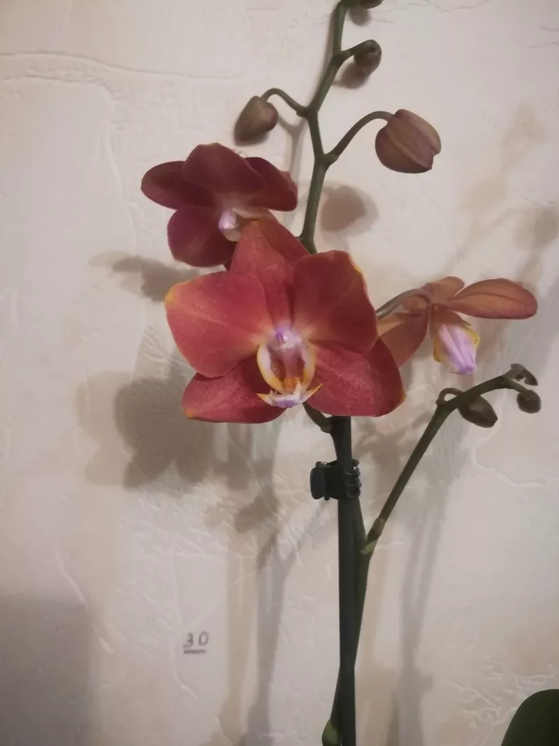 Продам орхидеи 3