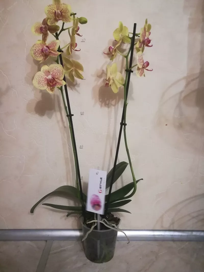 Продам орхидеи 4