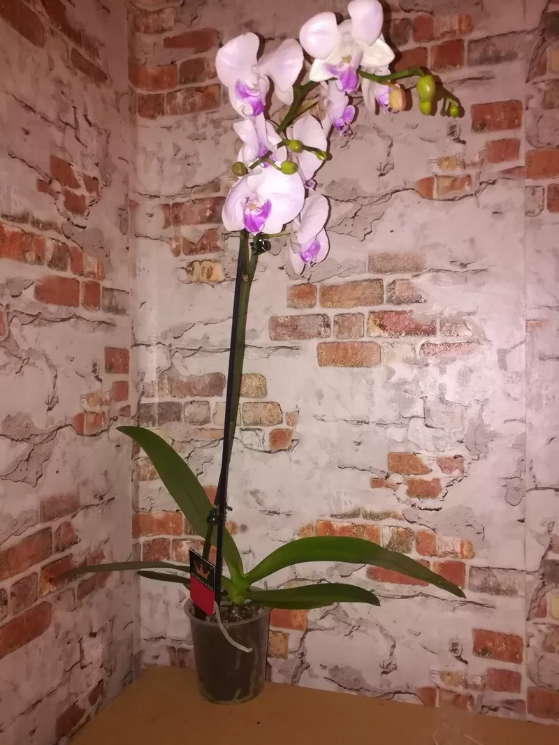 Продам орхидеи 5