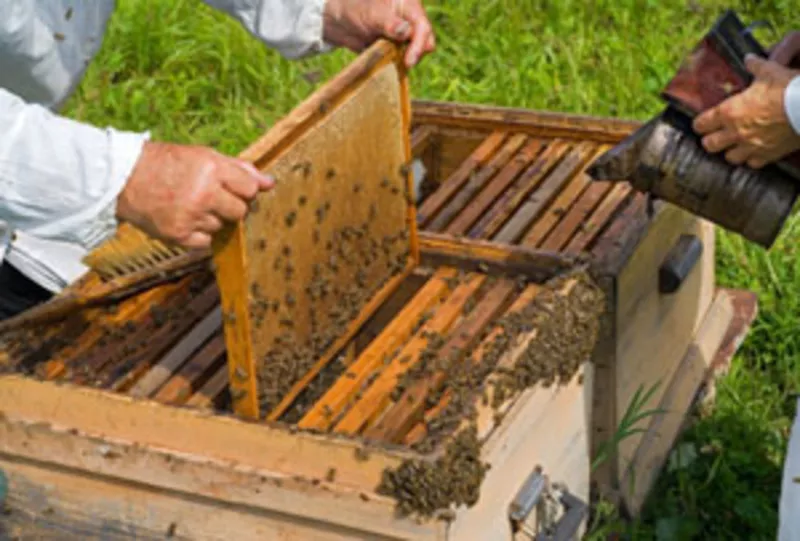 Продам пчёлы с ульем
