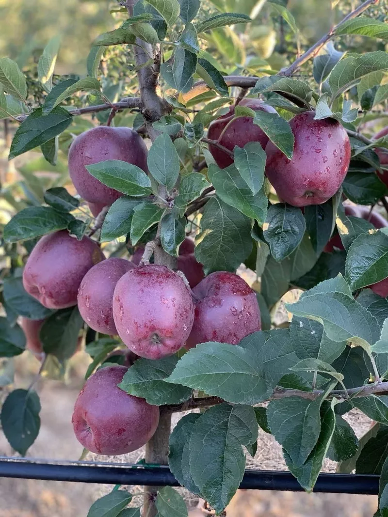 Продам яблоки со своего сада. Урожай 2019 г 4
