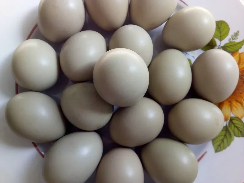 Инкубационные яйца декоративных и охотничьих фазанов