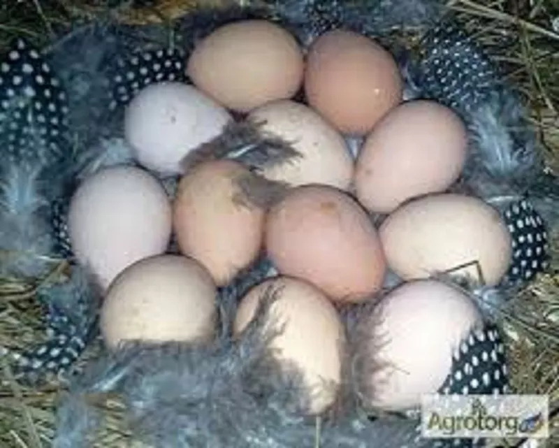 Племенные цесарки,  инкубационные яйца