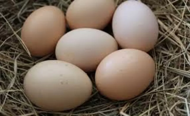 Инкубационные яйца и молодняк,  цесарок