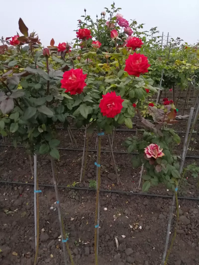 Розы штамбовые оптом и в розницу 3