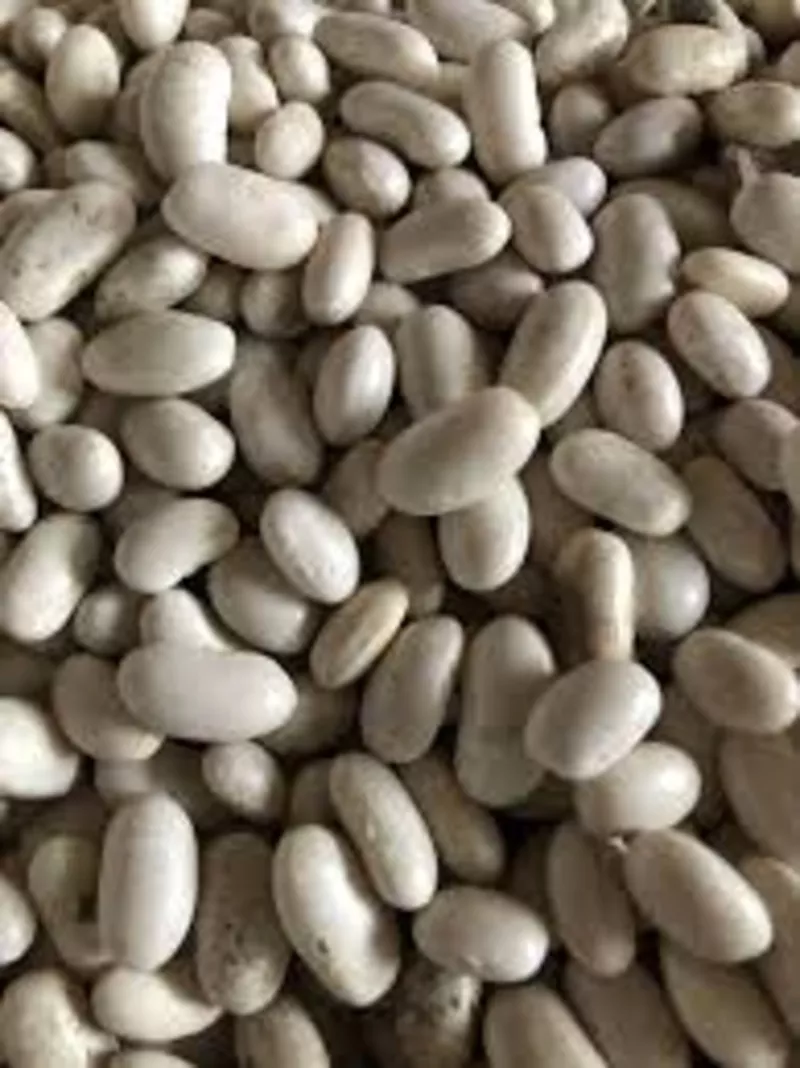 Куплю квасолю великий,  мелкий опт.