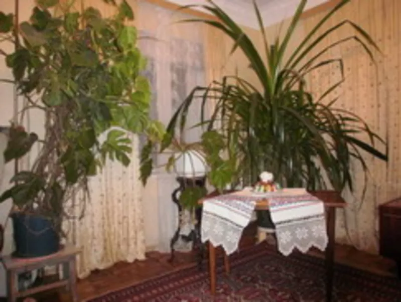Продам комнатные растения.Пальмы финиковы и монстеры высотой более мет